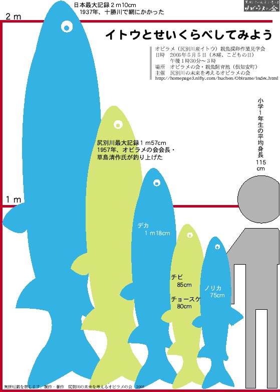 イトウと背比べ